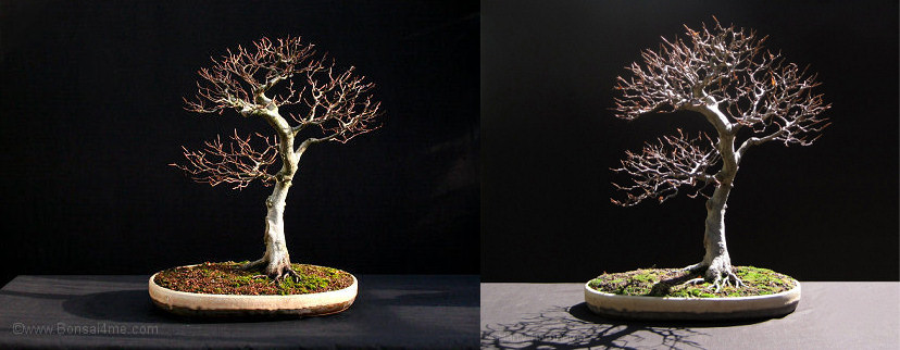 beech bonsai